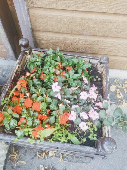 Fleurissement SVCP juillet 2025 Fleurissement SVCP juillet 2025