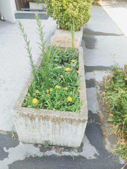 Fleurissement SVCP juillet 2025 Fleurissement SVCP juillet 2025