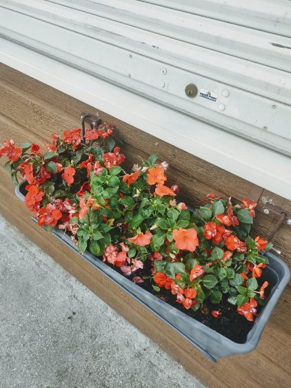 Fleurissement SVCP juillet 2025 Fleurissement SVCP juillet 2025