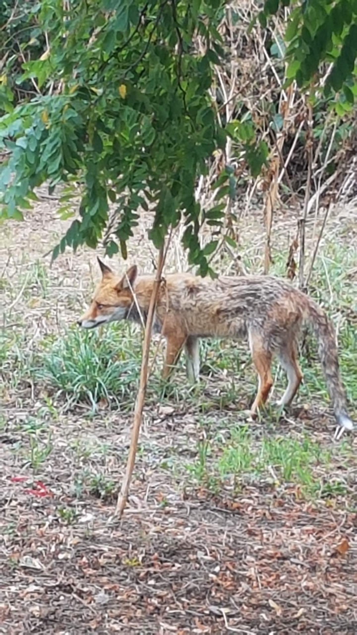 Un renard à la SVCP ! Un renard à la SVCP !