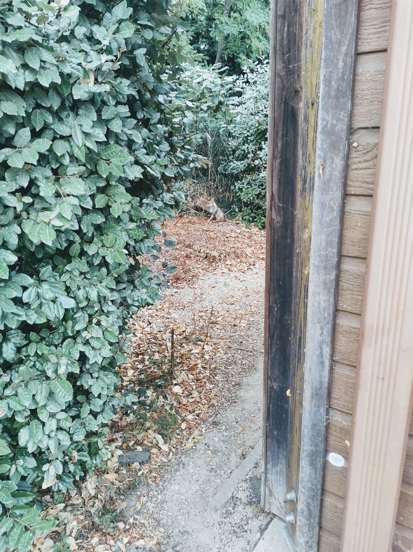 Un renard à la SVCP ! Un renard à la SVCP !