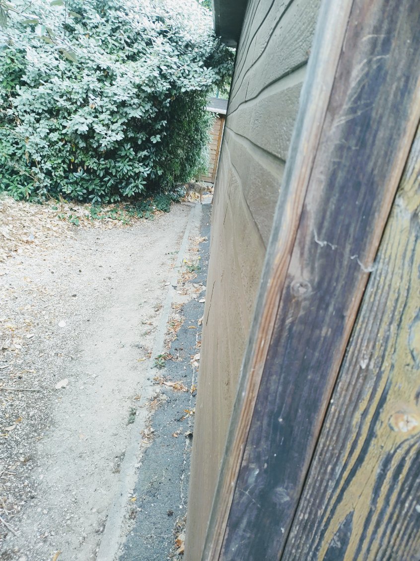 Un renard à la SVCP ! Un renard à la SVCP !