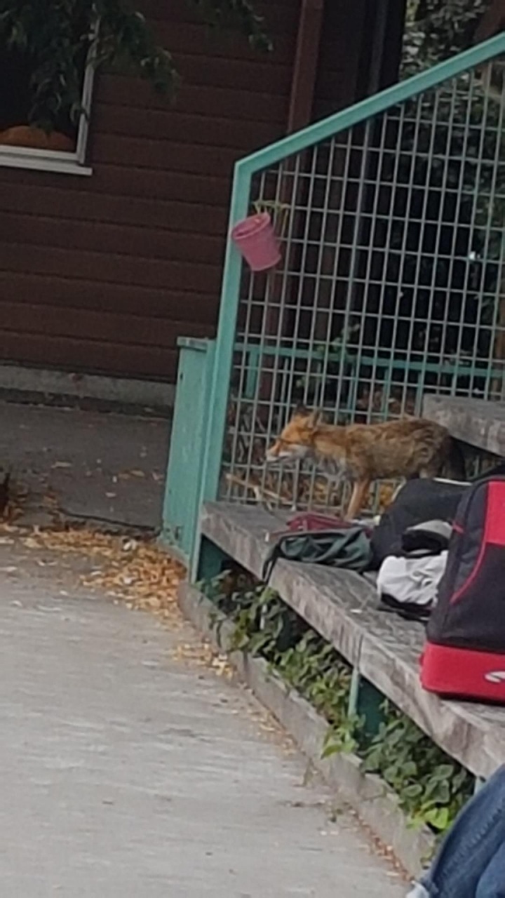 Le renard SVP en juillet 2025 Le renard SVP en juillet 2025