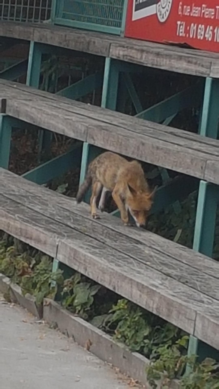 Le renard SVP en juillet 2025 Le renard SVP en juillet 2025