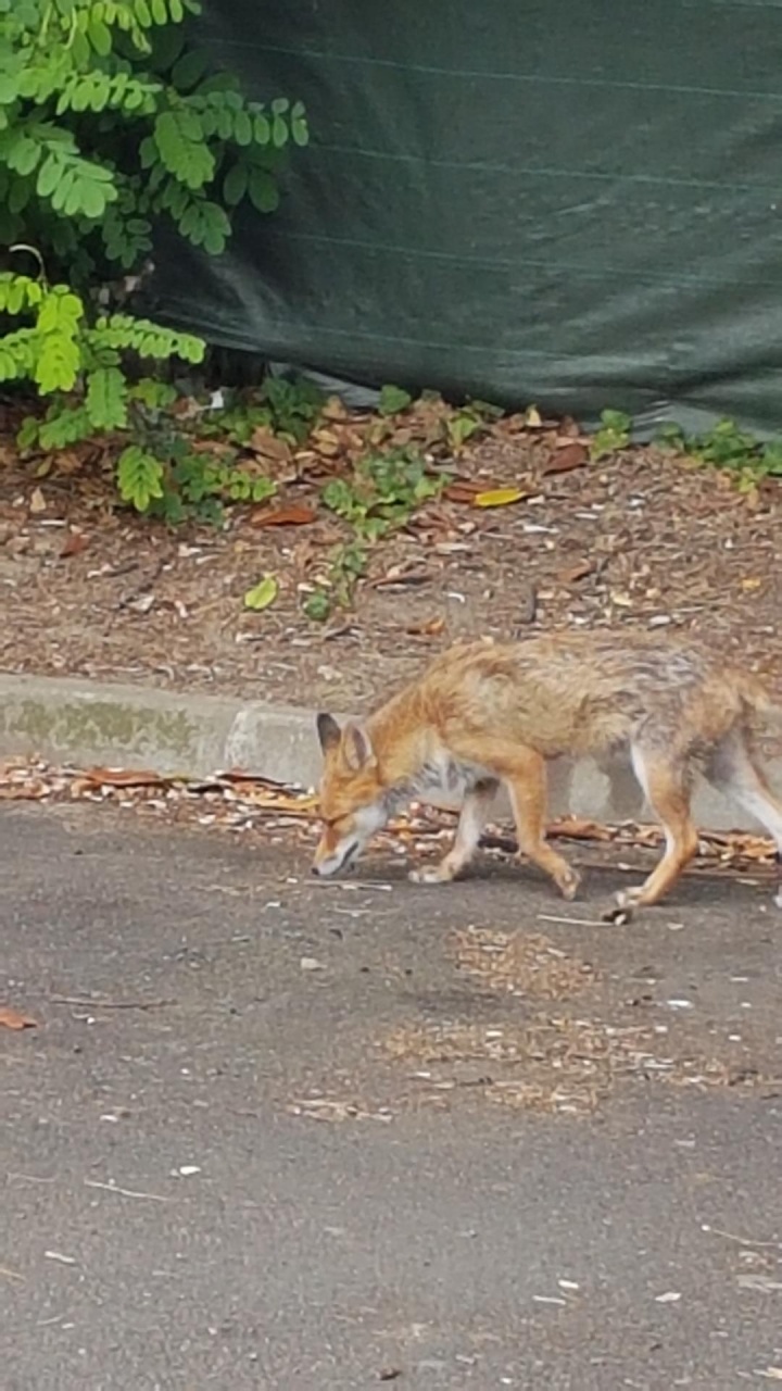 Le renard SVP en juillet 2025