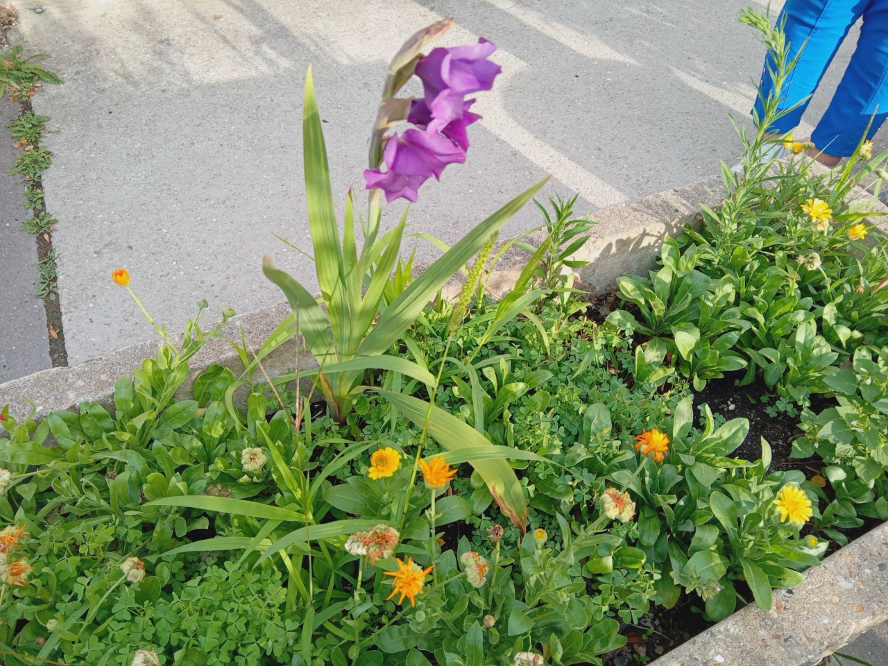 Fleurs SVCP Fleurs SVCP