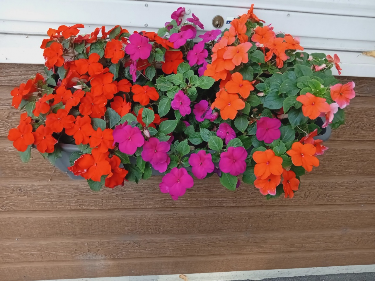 Fleurs SVCP