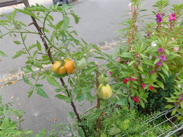 "Jardin SVCP" "Jardin SVCP"