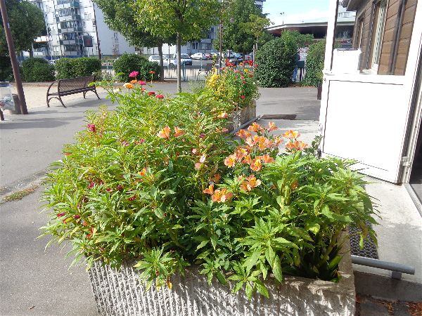 SVCP en fleur SVCP en fleur