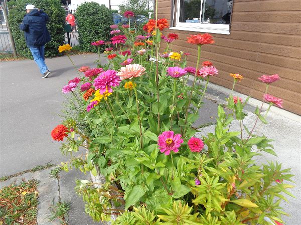 SVCP en fleur SVCP en fleur