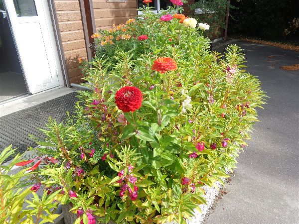 SVCP en fleur SVCP en fleur