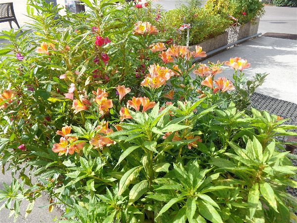 SVCP en fleur SVCP en fleur