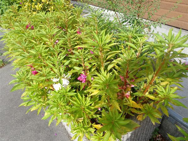 SVCP en fleur SVCP en fleur