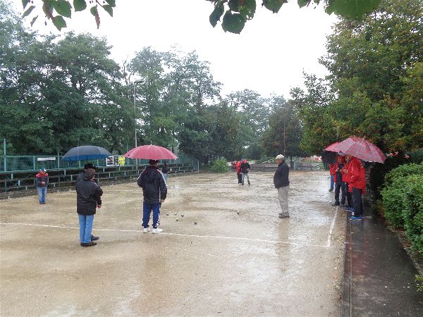 Chat Essonne Vétérans 2017 Chat Essonne Vétérans 2017