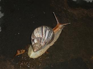 Achatina Fulica nous rend souvent visite, un nouveau licencié pour la prochaine saison?