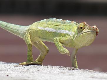 Chamaeleo pardalis adore se promener sur notre boulodrome (surnommé l'endormi!)