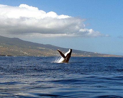 Une baleine dans la baie de Saint-Leu Une baleine dans la baie de Saint-Leu