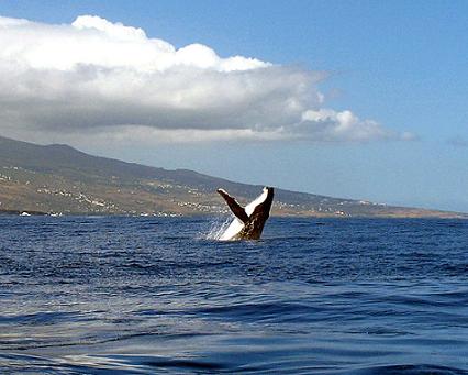 Une baleine dans la baie de Saint-Leu