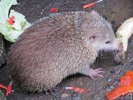 Un tangue de Salazie bien portant! Un tangue de Salazie bien portant!