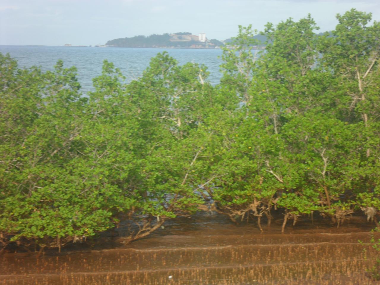 La mangrove