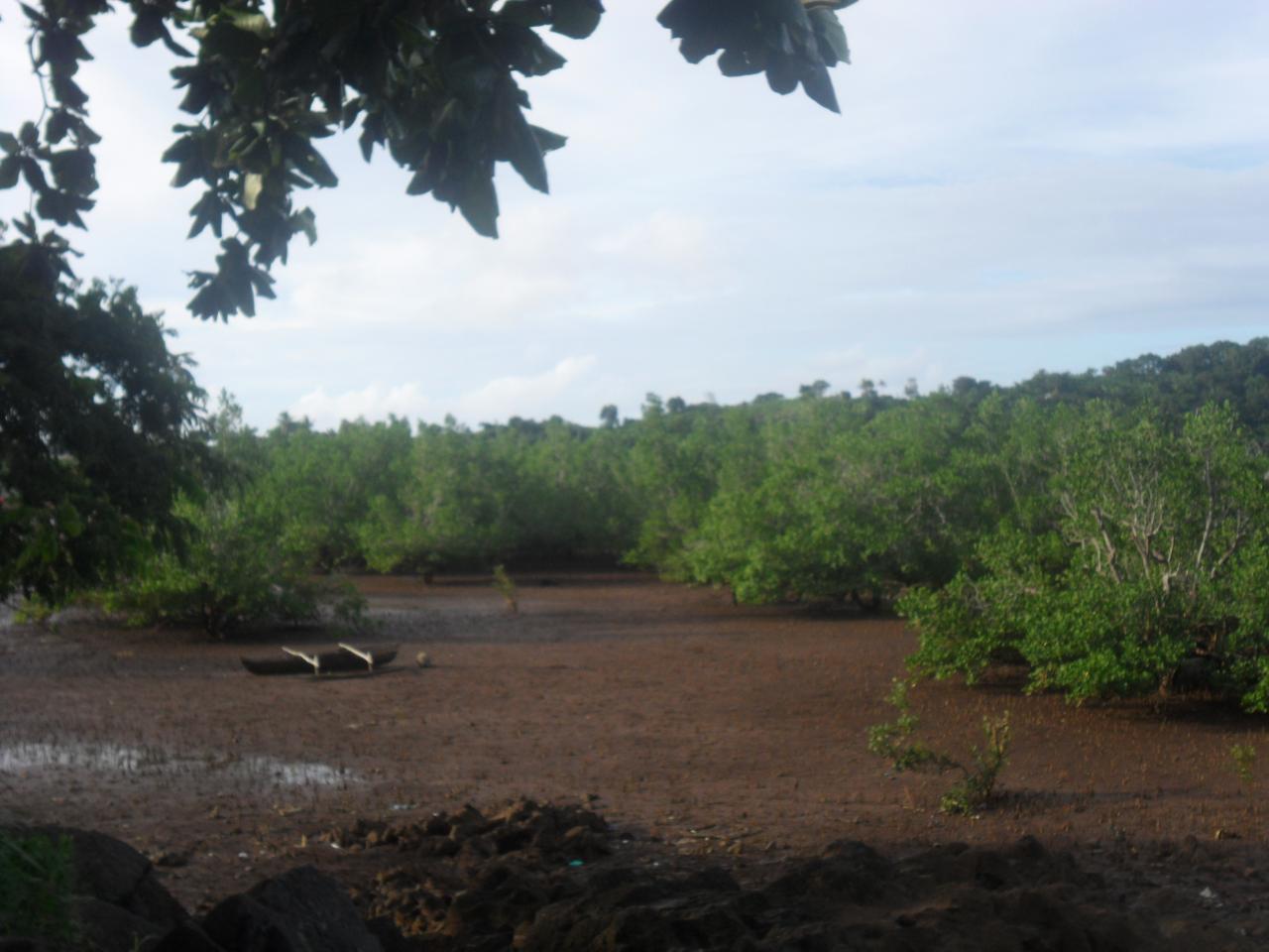 La mangrove