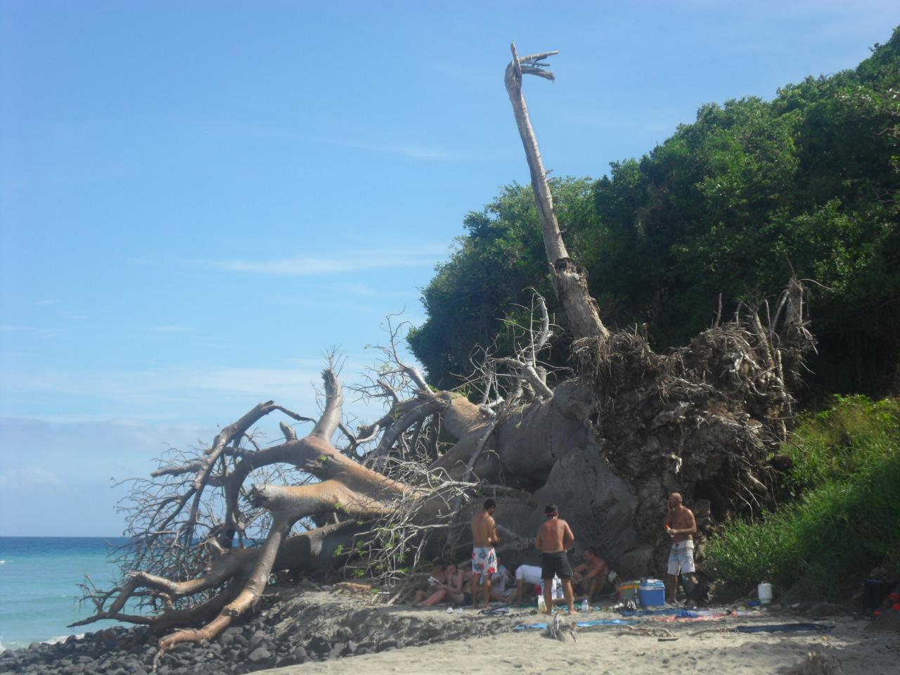 Vue sur la baobab