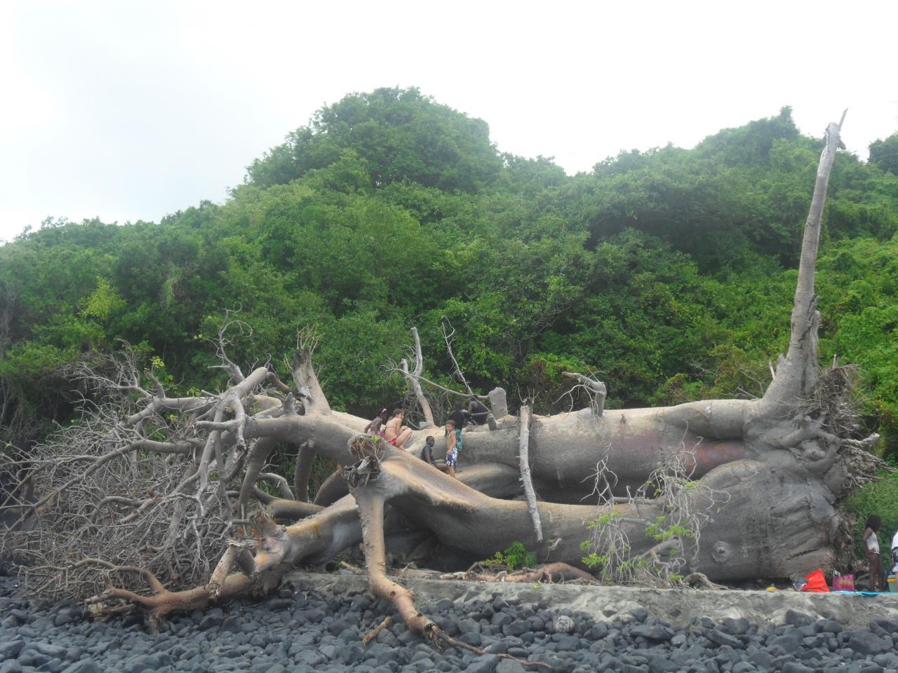 Un baobab couché