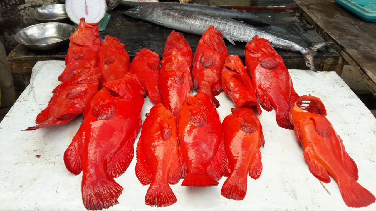 Le futur cari poisson. Le futur cari poisson.