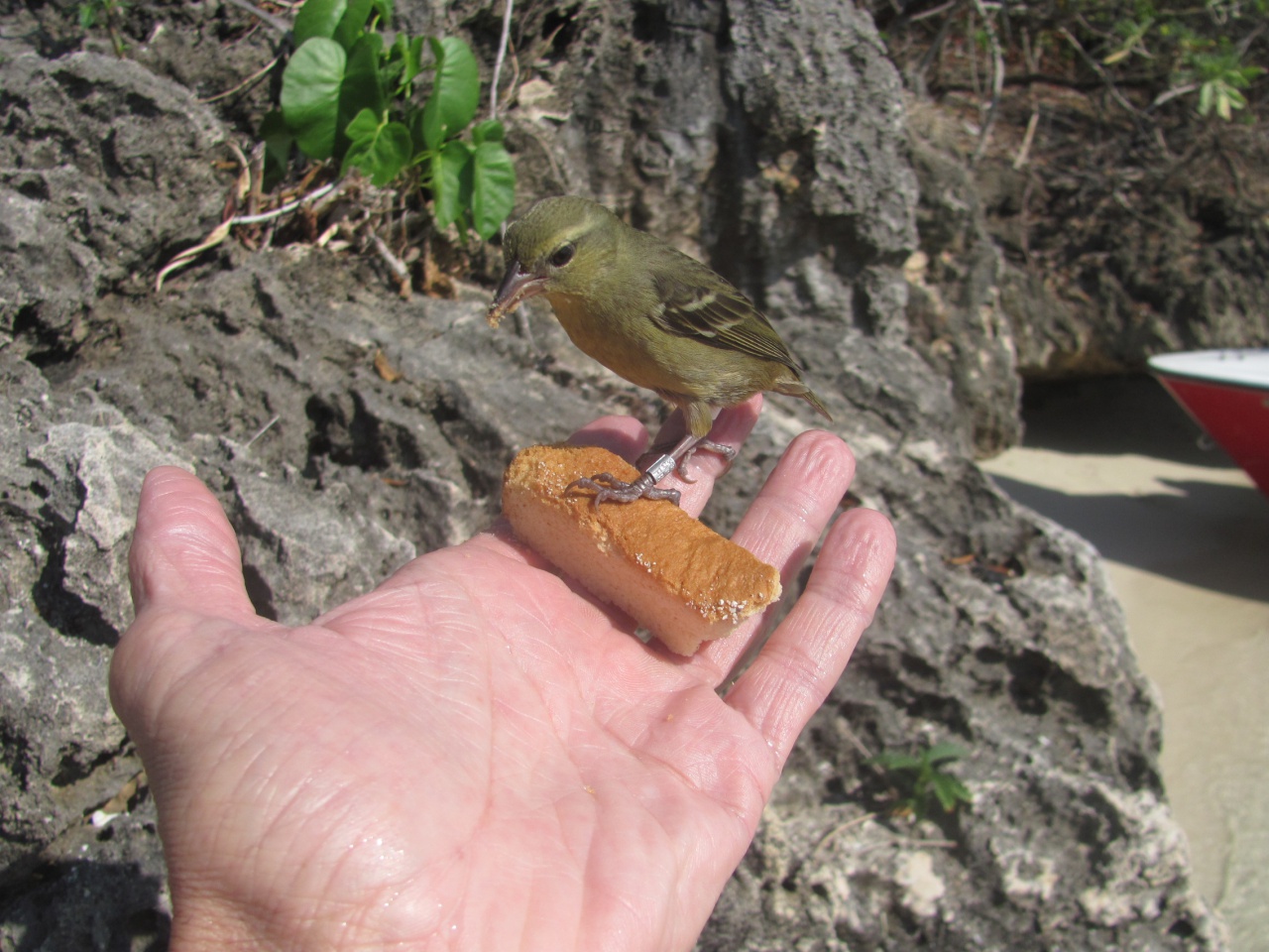Mangent dans la main. Mangent dans la main.