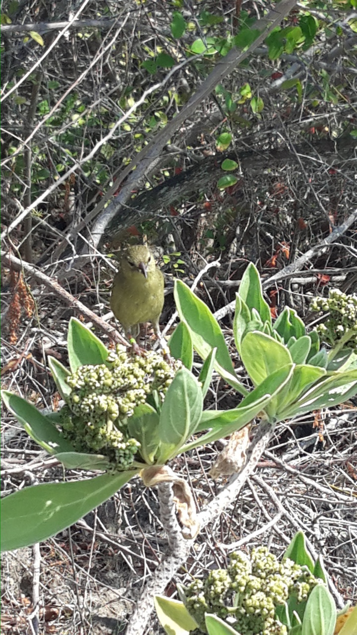 Un autre oiseau.