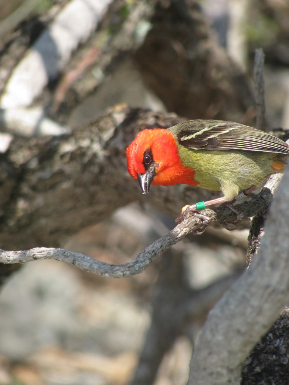 Les oiseaux sont là! Les oiseaux sont là!