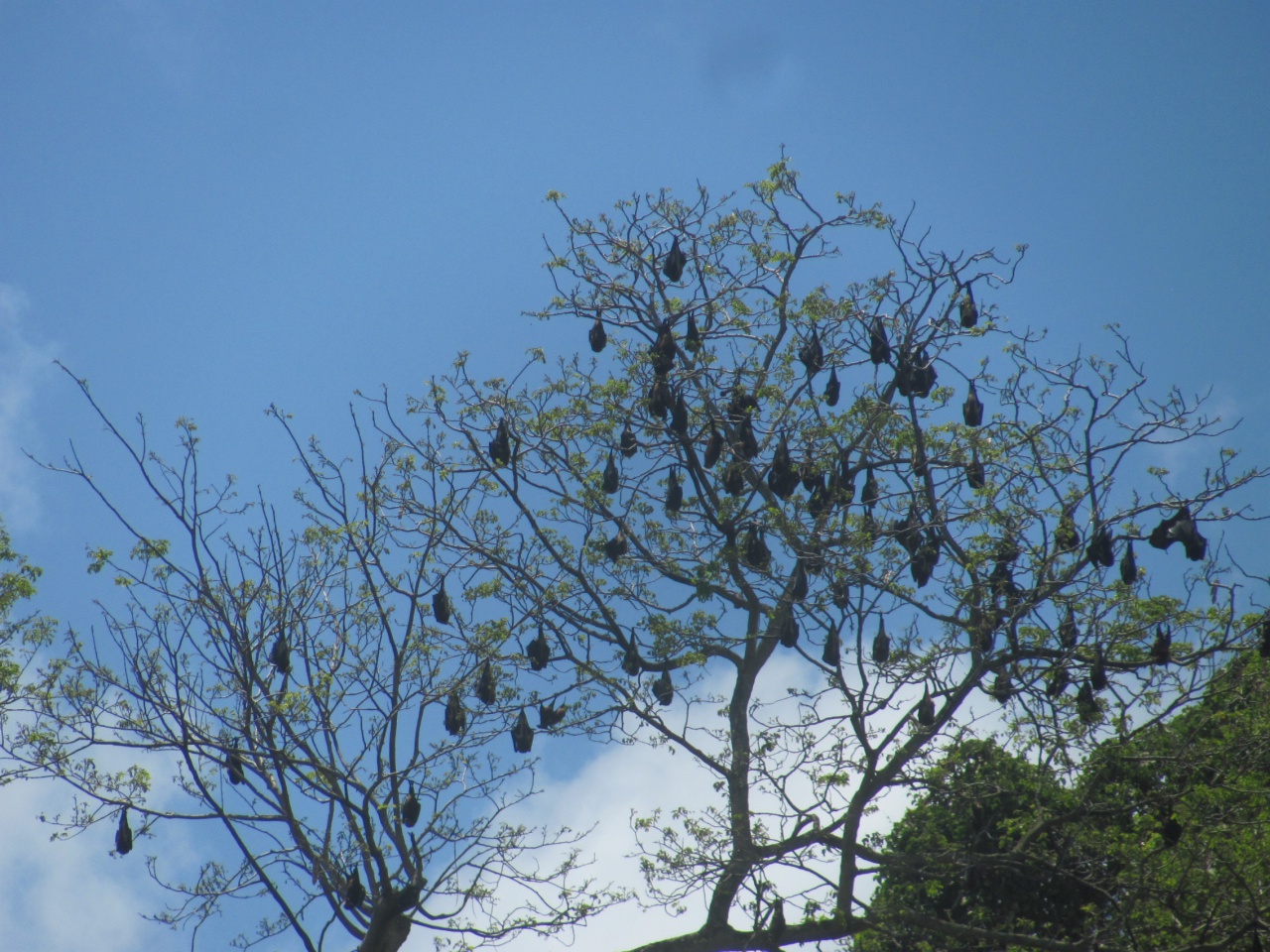 Des chauves souris.  Des chauves souris.